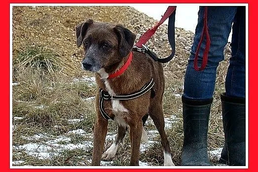 Czekoladowa, 5 letnia suczka MAŁPKA,przyjazna, łag