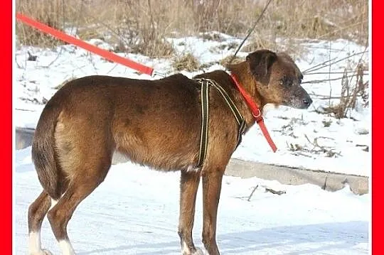 Czekoladowa, 5 letnia suczka MAŁPKA,przyjazna, łag