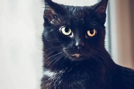 Kocurek Picasso wielka kocia przylepa szuka kochaj