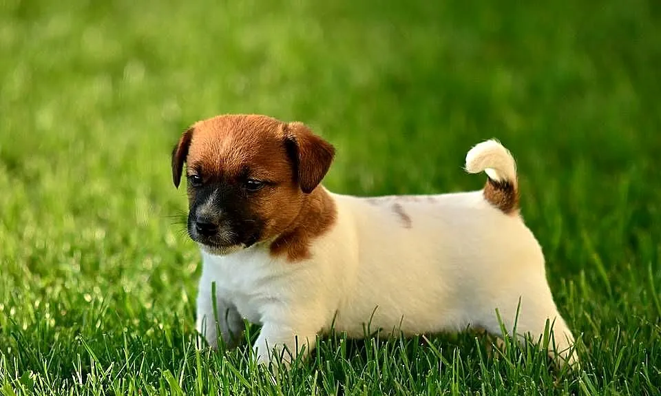 Szczenięta rasy Jack Russell terrier, Kujawsko-pomorskie, Radziejów
