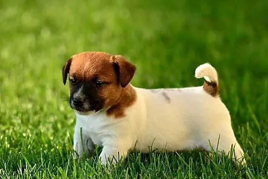 Szczenięta rasy Jack Russell terrier, Kujawsko-pomorskie, Radziejów