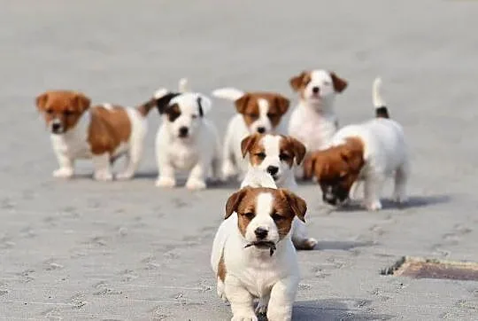 Szczenięta rasy Jack Russell terrier, Kujawsko-pomorskie, Radziejów