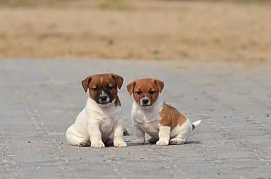 Szczenięta rasy Jack Russell terrier, Kujawsko-pomorskie, Radziejów