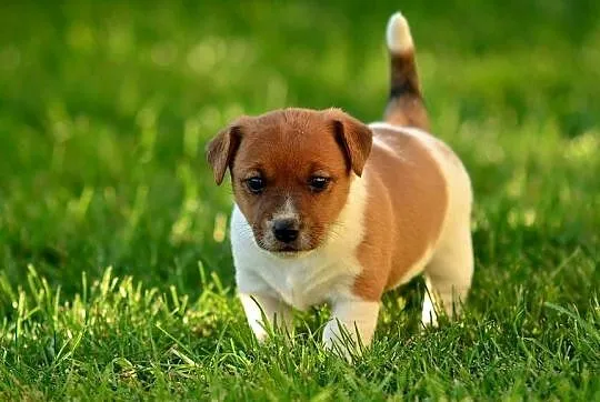Szczenięta rasy Jack Russell terrier, Kujawsko-pomorskie, Radziejów