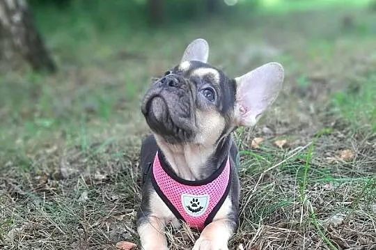Buldog francuski przepiekne suczki, Łódzkie, Pabianice