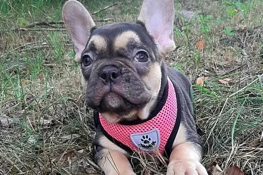 Buldog francuski przepiekne suczki, Łódzkie, Pabianice