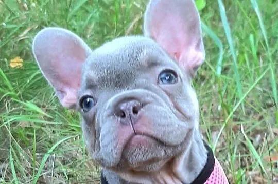 Buldog francuski przepiekne suczki, Łódzkie, Pabianice