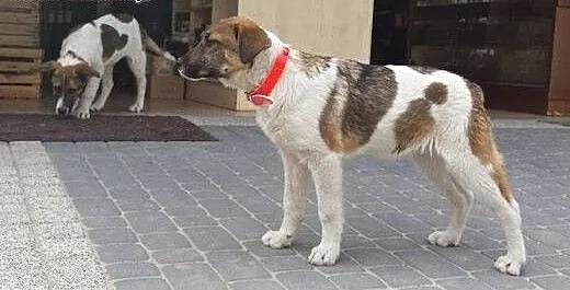 Rocco i Rafi - psie dzieci szukają domów, mazowie