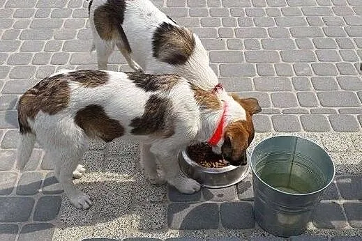 Rocco i Rafi - psie dzieci szukają domów,  mazowie