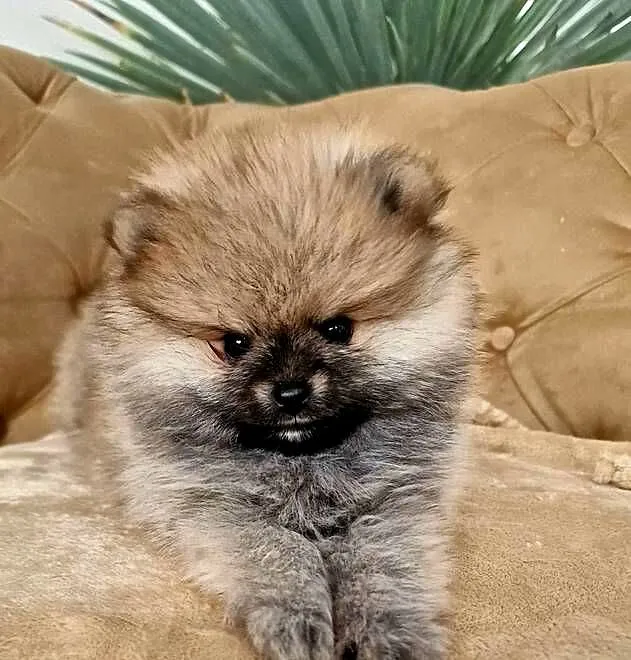 Mini Sunia XXS Szczeniaczek Pomeranian Szpic Miniaturowy Rod, Łódzkie, Łódź