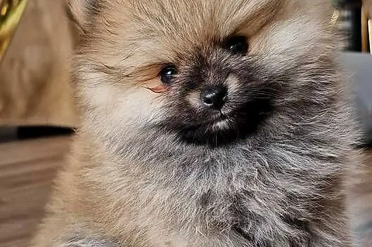 Mini Sunia XXS Szczeniaczek Pomeranian Szpic Miniaturowy Rod, Łódzkie, Łódź