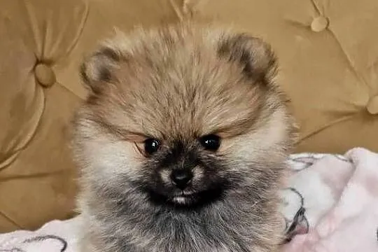 Mini Sunia XXS Szczeniaczek Pomeranian Szpic Miniaturowy Rod, Łódzkie, Łódź