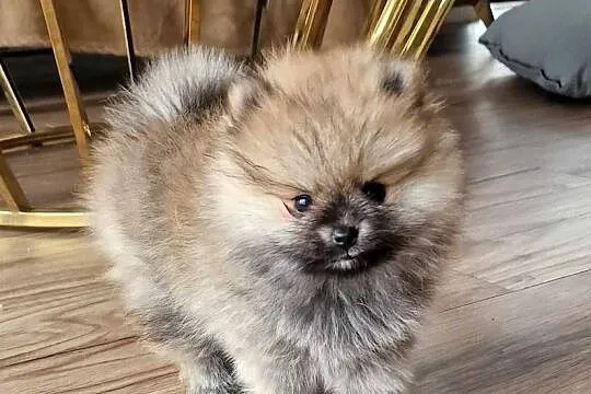 Mini Sunia XXS Szczeniaczek Pomeranian Szpic Miniaturowy Rod, Łódzkie, Łódź