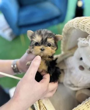 Niesamowite szczenięta w kształcie filiżanki do adopcji... napisz do mnie na