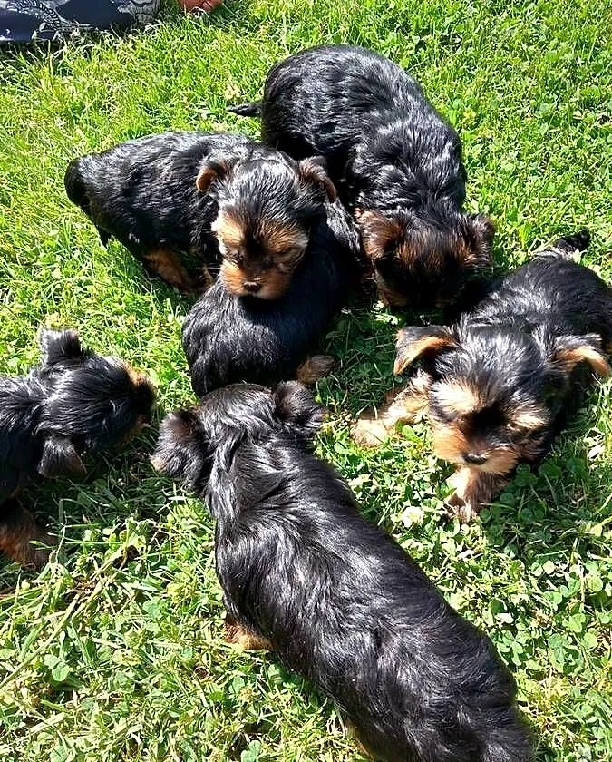 Yorkshire Terrier, Małopolskie, Skomielna Biała