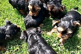 Yorkshire Terrier