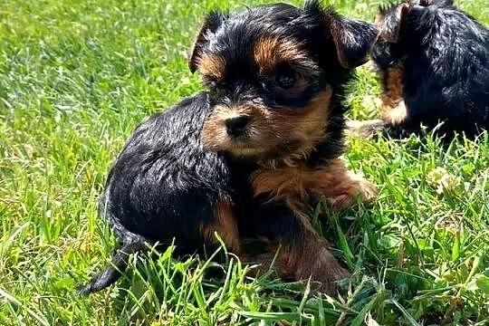 Yorkshire Terrier, Małopolskie, Skomielna Biała