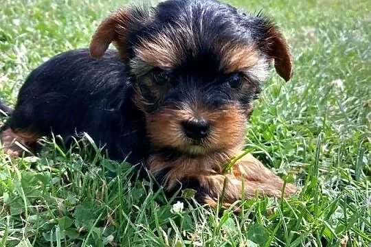 Yorkshire Terrier, Małopolskie, Skomielna Biała