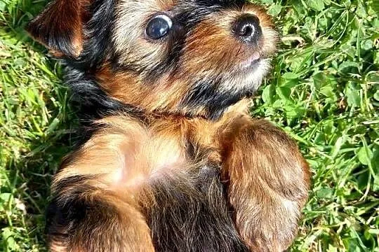 Yorkshire Terrier, Małopolskie, Skomielna Biała