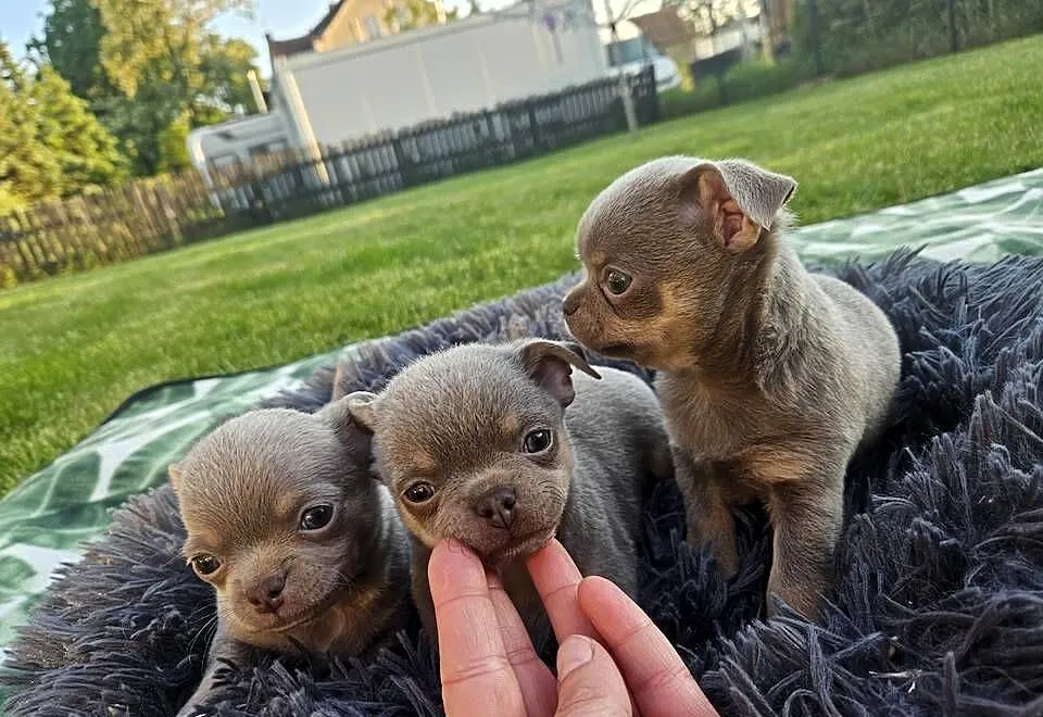 Prześliczne Pieski chihuahua, Dolnośląskie, Mirosławice