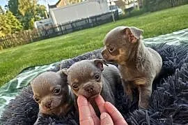 Prześliczne Pieski chihuahua