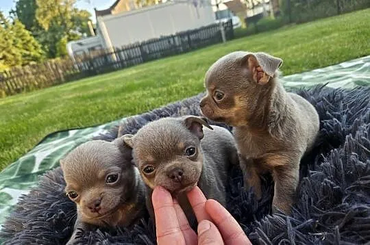 Prześliczne Pieski chihuahua, Dolnośląskie, Mirosławice