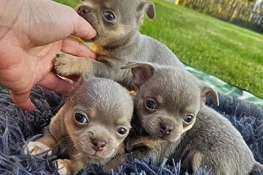 Prześliczne Pieski chihuahua, Dolnośląskie, Mirosławice