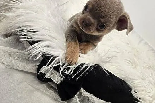 Prześliczne Pieski chihuahua, Dolnośląskie, Mirosławice