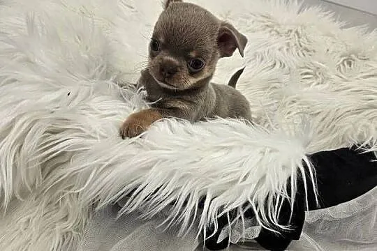 Prześliczne Pieski chihuahua, Dolnośląskie, Mirosławice
