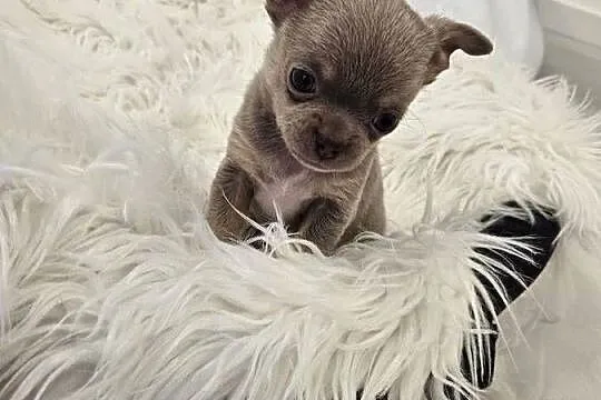 Prześliczne Pieski chihuahua, Dolnośląskie, Mirosławice