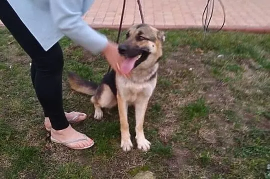 ABRA piękna wesoła sunia szuka kochającego domku na zawsze, Małopolskie, Kraków