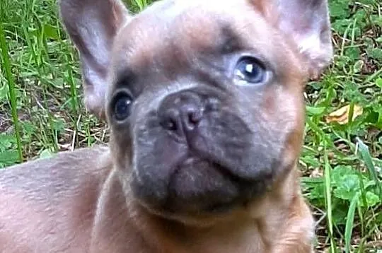 Buldog francuski piekny piesek