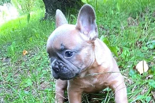 Buldog francuski piekny piesek, Łódzkie, Pabianice