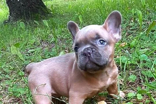 Buldog francuski piekny piesek, Łódzkie, Pabianice