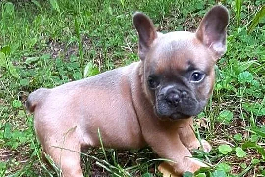 Buldog francuski piekny piesek, Łódzkie, Pabianice