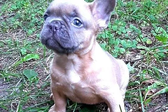 Buldog francuski piekny piesek, Łódzkie, Pabianice