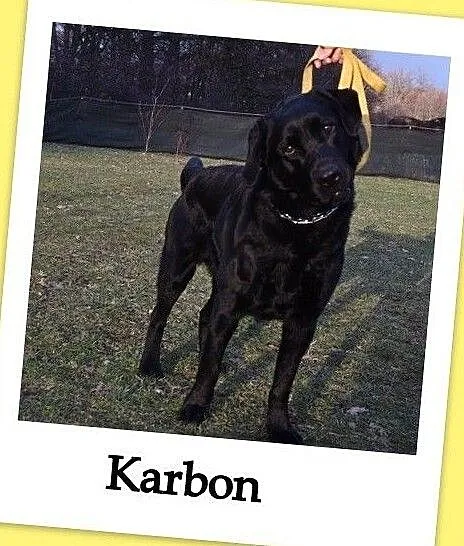 Labrador mix,2,5 roku,łagodny,bardo pozytywny,towarzyski pies KARBON.Adopcja, Małopolskie, Kraków