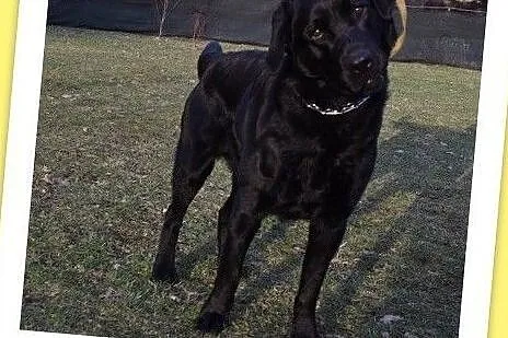 Labrador mix,2,5 roku,łagodny,bardo pozytywny,towarzyski pies KARBON.Adopcja, Małopolskie, Kraków