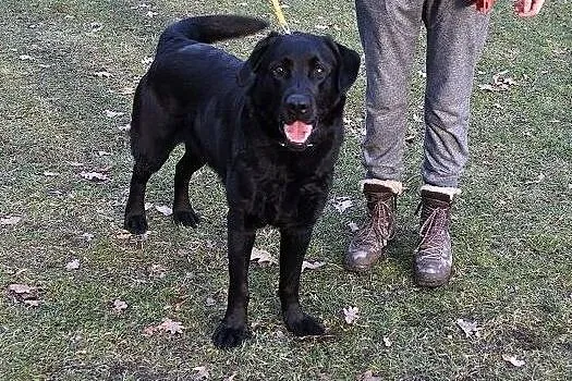 Labrador mix,2,5 roku,łagodny,bardo pozytywny,towarzyski pies KARBON.Adopcja, Małopolskie, Kraków