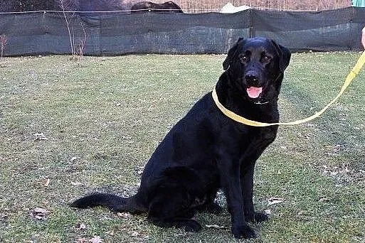 Labrador mix,2,5 roku,łagodny,bardo pozytywny,towarzyski pies KARBON.Adopcja, Małopolskie, Kraków