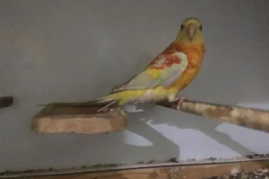 Papuga Świergotka samczyk, Głowno
