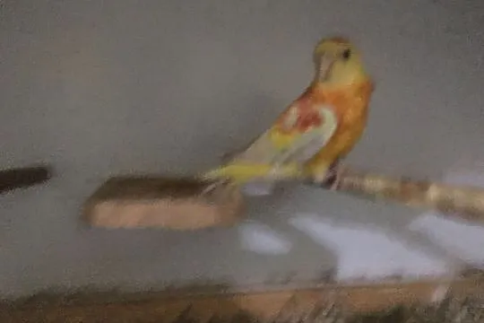 Papuga Świergotka samczyk, Głowno