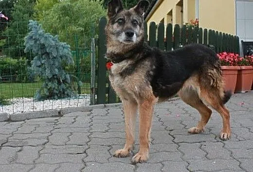 Asta.Moje serce płonie z miłości..., kujawsko-pom