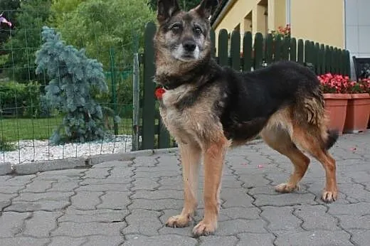 Asta.Moje serce płonie z miłości...,  kujawsko-pom