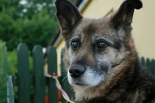 Asta.Moje serce płonie z miłości...,  kujawsko-pom