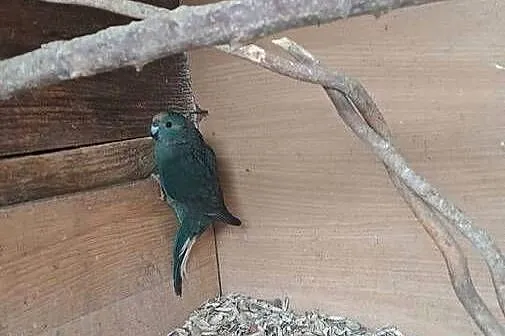 Witam posiadam na sprzedaż papugi kozy, Małopolskie, Wawrzeńczyce