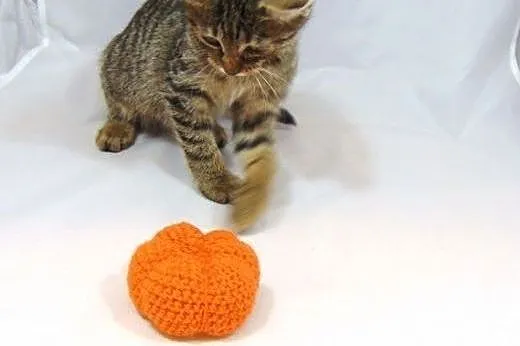 Kociak Fuks słodziak szuka kochającego domu! ,  wi