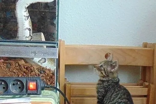 Kociak Fuks słodziak szuka kochającego domu! ,  wi