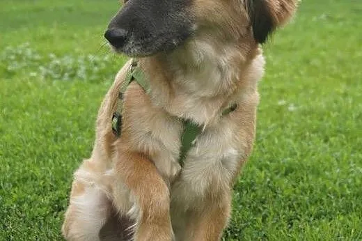 Fruzia-adopcja tylko na kanapę,  wielkopolskie Poz