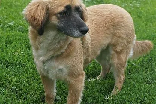 Fruzia-adopcja tylko na kanapę,  wielkopolskie Poz